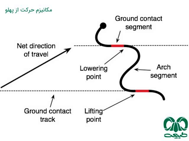 الگوی حرکت از پهلو