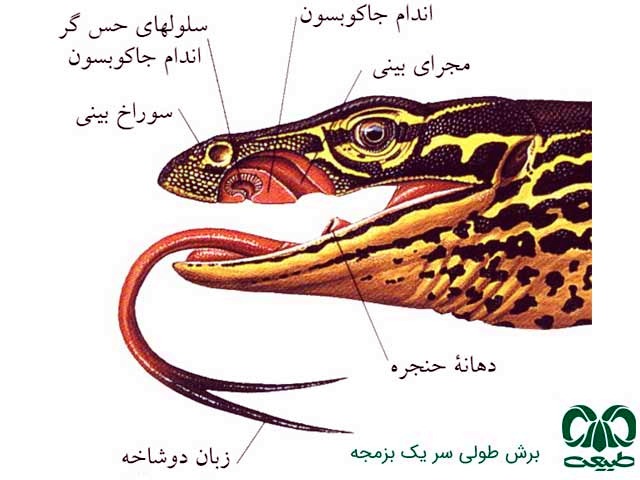 حس چشایی در خزندگان