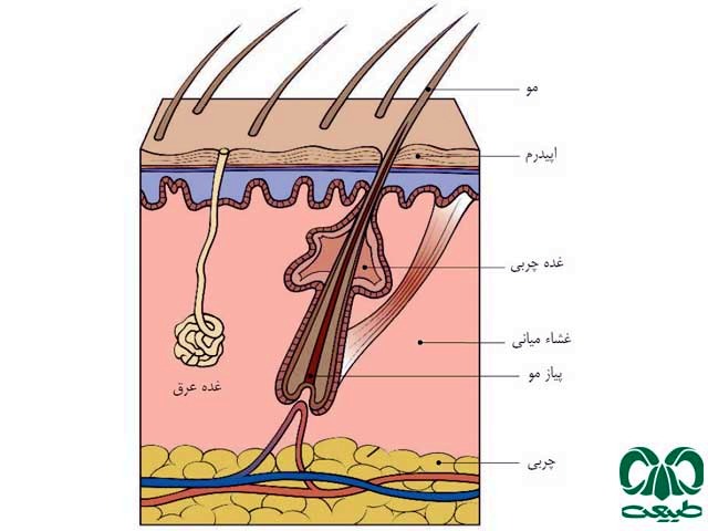 انواع مو پستانداران 