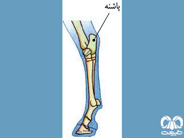  ساختار پا 