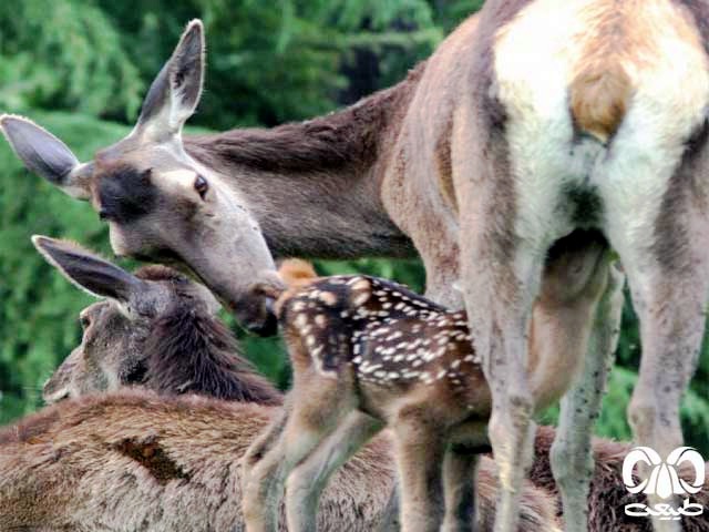 مادر به فرزندان خود شیر می‌دهد