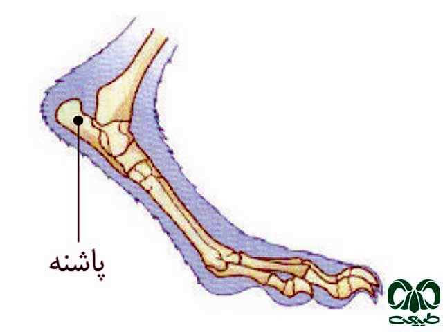 جزئیات مهم در ردپایی که به وسیله پنجه ایجاد شده 