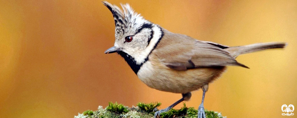 گونه‌ های پرندگان ایران