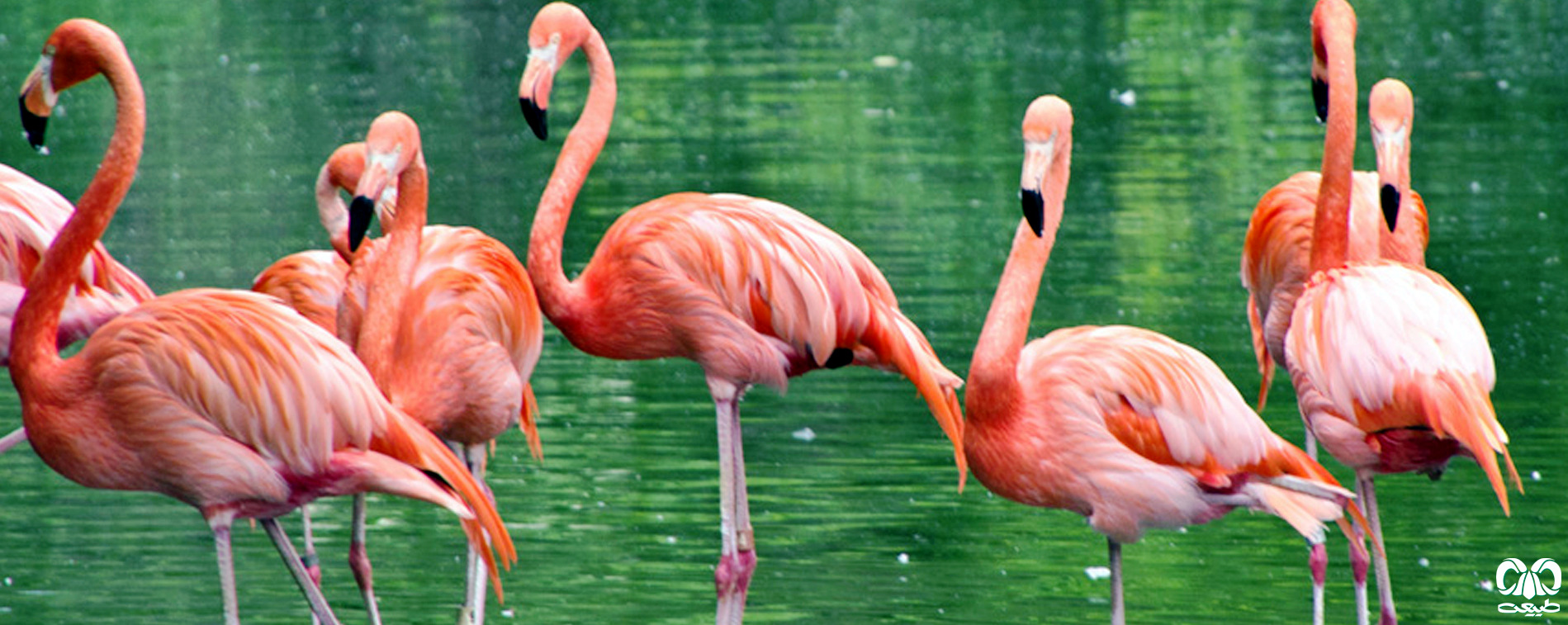  راسته فلامینگوسانان Phoenicopteriformes