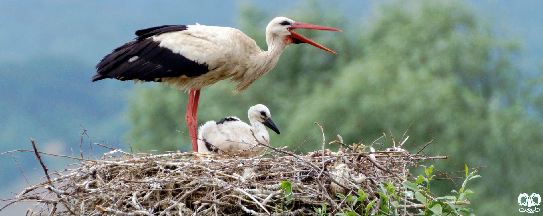  راسته لک‌لک‌سانان Ciiconiiformes