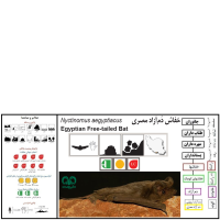 گونه خفاش دم آزاد مصری Egyptian Free-tailed Bat