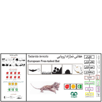 گونه خفاش دم آزاد اروپایی European Free-tailed Bat