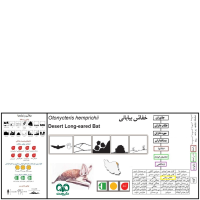 گونه خفاش بیابانی Desert Long-eared Bat 