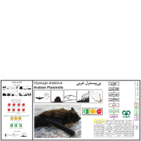 گونه خفاش عربی Arabian Pipistrelle