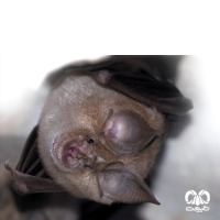 گونه خفاش نعل اسبی بزرگ Greater Horseshoe Bat 