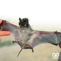 گونه خفاش دم آزاد اروپایی European Free-tailed Bat
