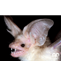 گونه خفاش بیابانی Desert Long-eared Bat 