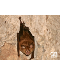 گونه خفاش نعل اسبی بزرگ Greater Horseshoe Bat 