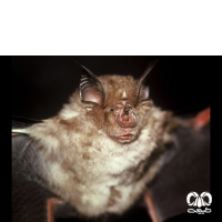 گونه خفاش نعل اسبی بزرگ Greater Horseshoe Bat 