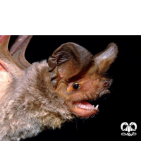 گونه خفاش دم آزاد مصری Egyptian Free-tailed Bat