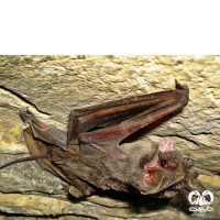 گونه خفاش دم آزاد اروپایی European Free-tailed Bat