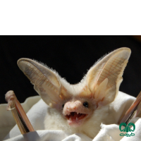 گونه خفاش بیابانی Desert Long-eared Bat 