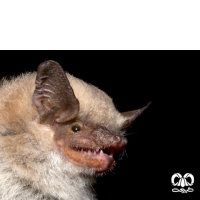 گونه خفاش عربی Arabian Pipistrelle