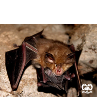 گونه خفاش نعل اسبی بزرگ Greater Horseshoe Bat 