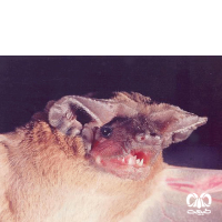 گونه خفاش دم آزاد مصری Egyptian Free-tailed Bat