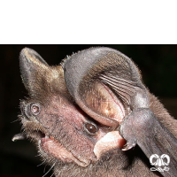 گونه خفاش دم آزاد اروپایی European Free-tailed Bat