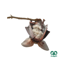 گونه خفاش بیابانی Desert Long-eared Bat 