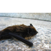 گونه خفاش عربی Arabian Pipistrelle