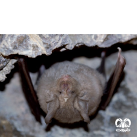 گونه خفاش نعل اسبی بزرگ Greater Horseshoe Bat 