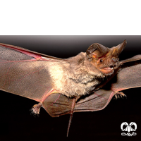 گونه خفاش دم آزاد مصری Egyptian Free-tailed Bat