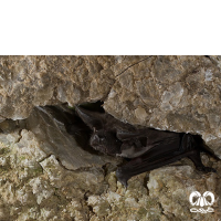 گونه خفاش دم آزاد اروپایی European Free-tailed Bat