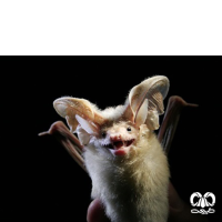 گونه خفاش بیابانی Desert Long-eared Bat 