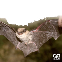 گونه خفاش عربی Arabian Pipistrelle