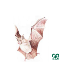 گونه خفاش نعل اسبی بزرگ Greater Horseshoe Bat 