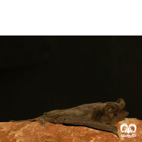 گونه خفاش دم آزاد مصری Egyptian Free-tailed Bat