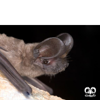 گونه خفاش دم آزاد اروپایی European Free-tailed Bat