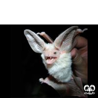گونه خفاش بیابانی Desert Long-eared Bat 