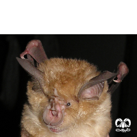 گونه خفاش نعل اسبی بزرگ Greater Horseshoe Bat 