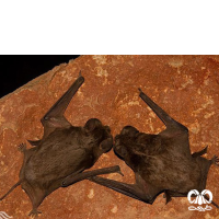 گونه خفاش دم آزاد مصری Egyptian Free-tailed Bat