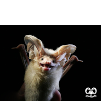 گونه خفاش بیابانی Desert Long-eared Bat 