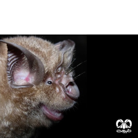 گونه خفاش نعل اسبی بزرگ Greater Horseshoe Bat 