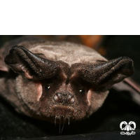 گونه خفاش دم آزاد اروپایی European Free-tailed Bat