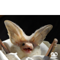 گونه خفاش بیابانی Desert Long-eared Bat 