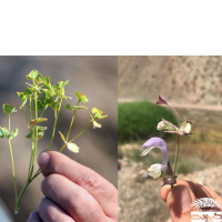 گالری کانون گیاهان موسسه طبیعت