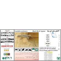 گونه آگامای صخره‌ای سیاه