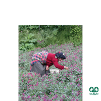 جاذبه های استان مازندران