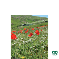 جاذبه های استان گیلان