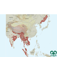 گونه ببر مازندران