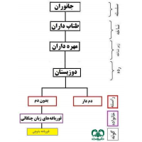 قورباغه بلوچی