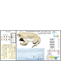 وزغ بی گوش ایرانی