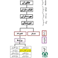 وزغ بی گوش ایرانی